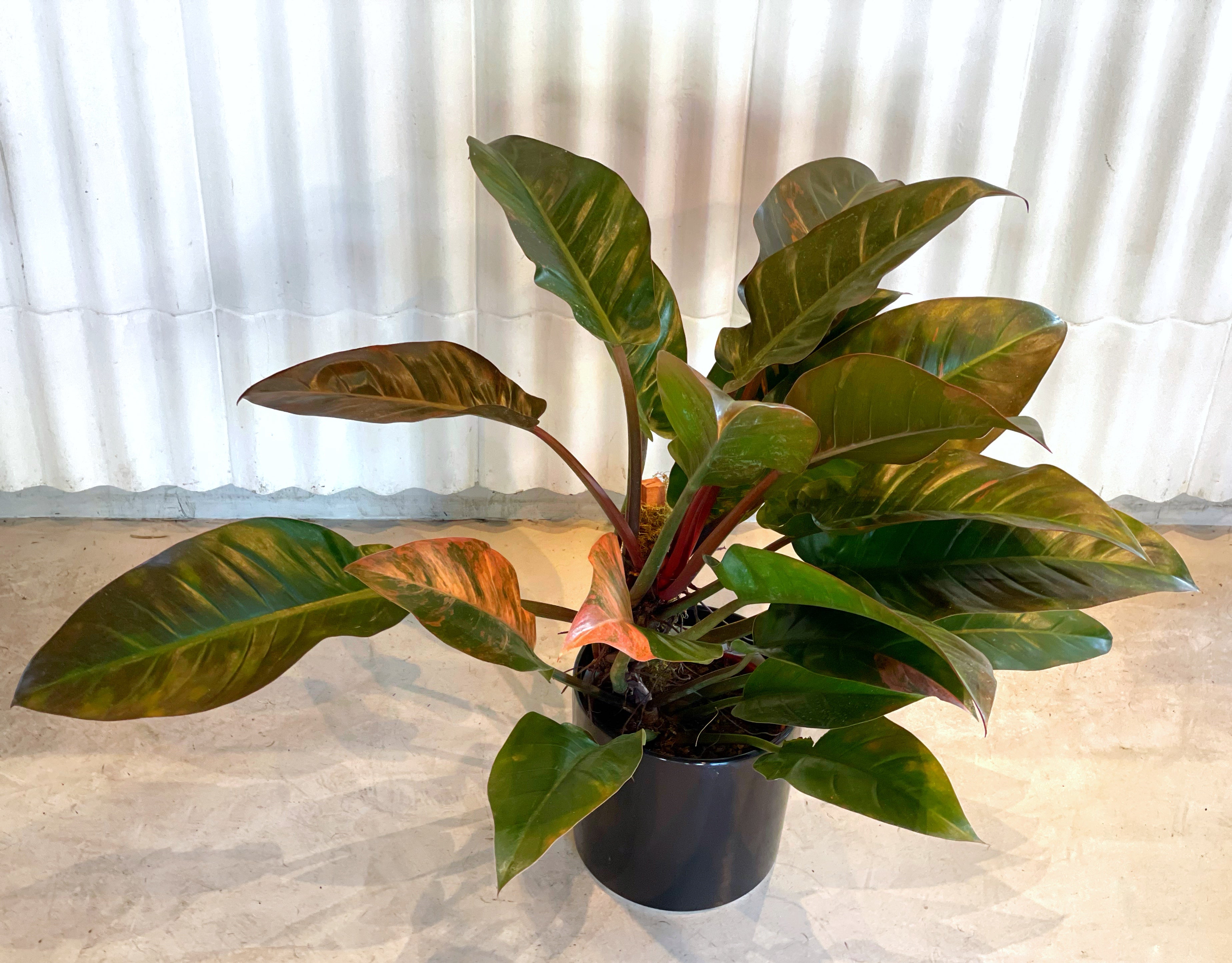philodendron imperial red cuidados Philodendron Imperial Red – JUNGLA