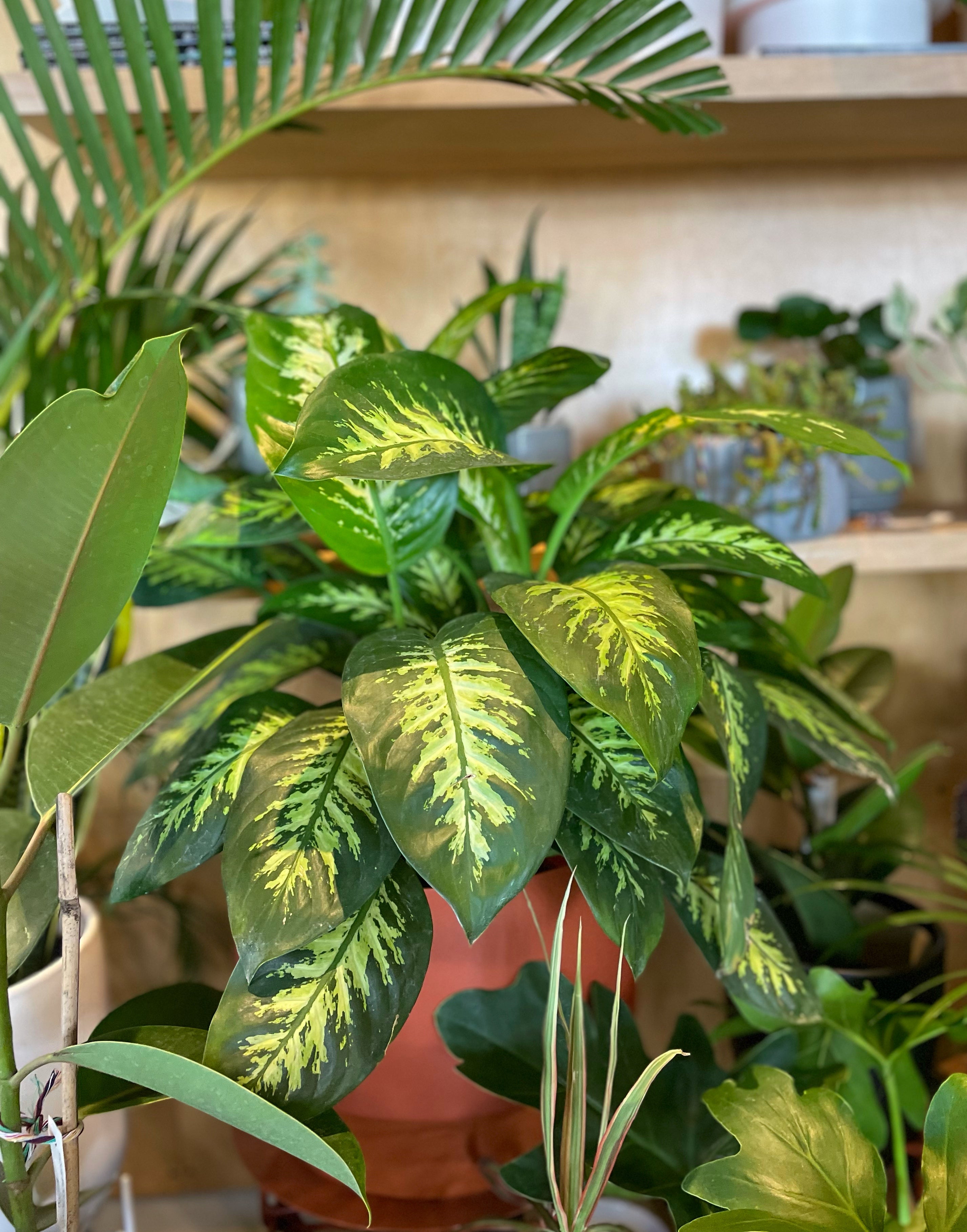 dieffenbachia alex Dieffembachia Alex