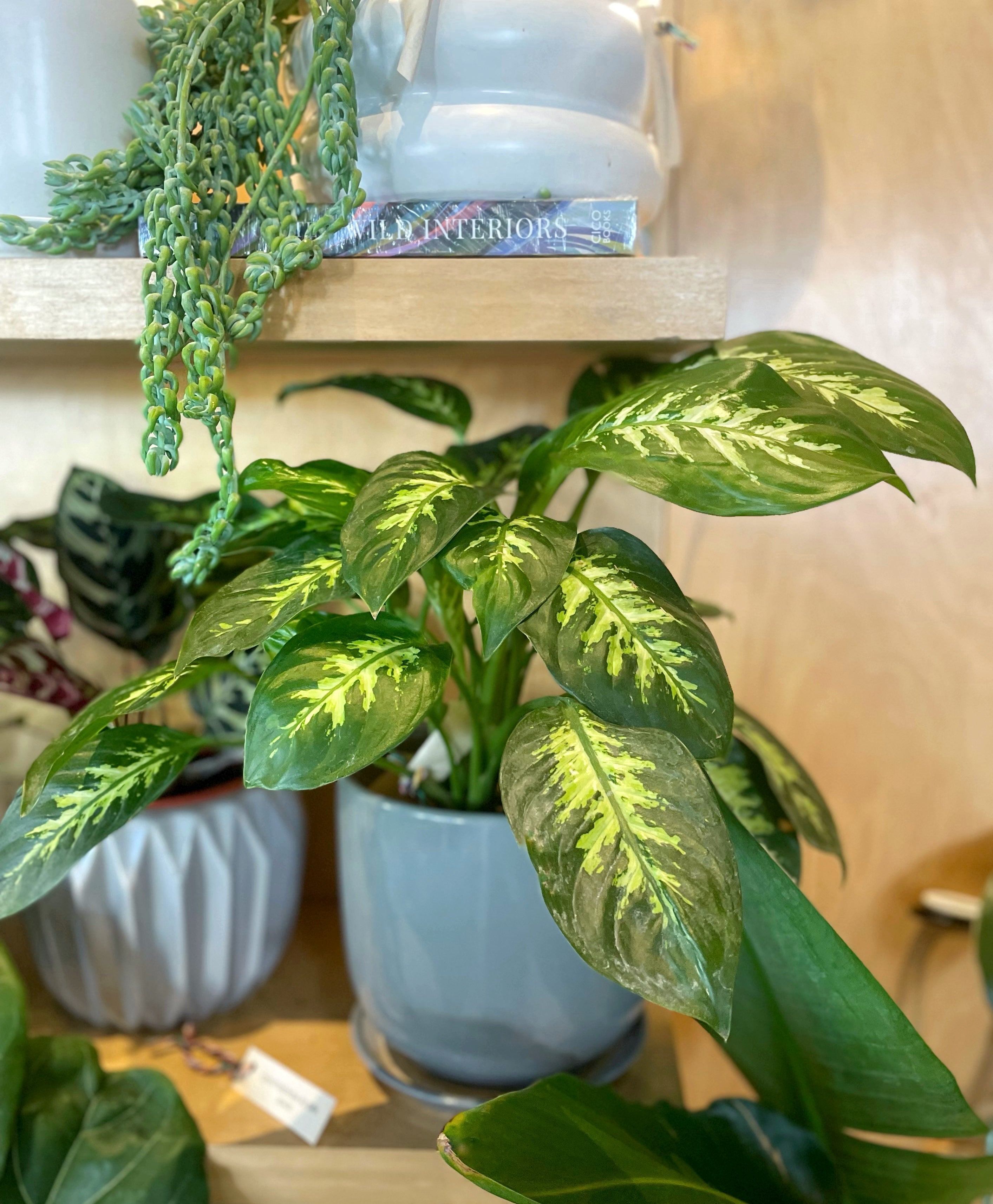 dieffenbachia alex Dieffembachia Alex – JUNGLA