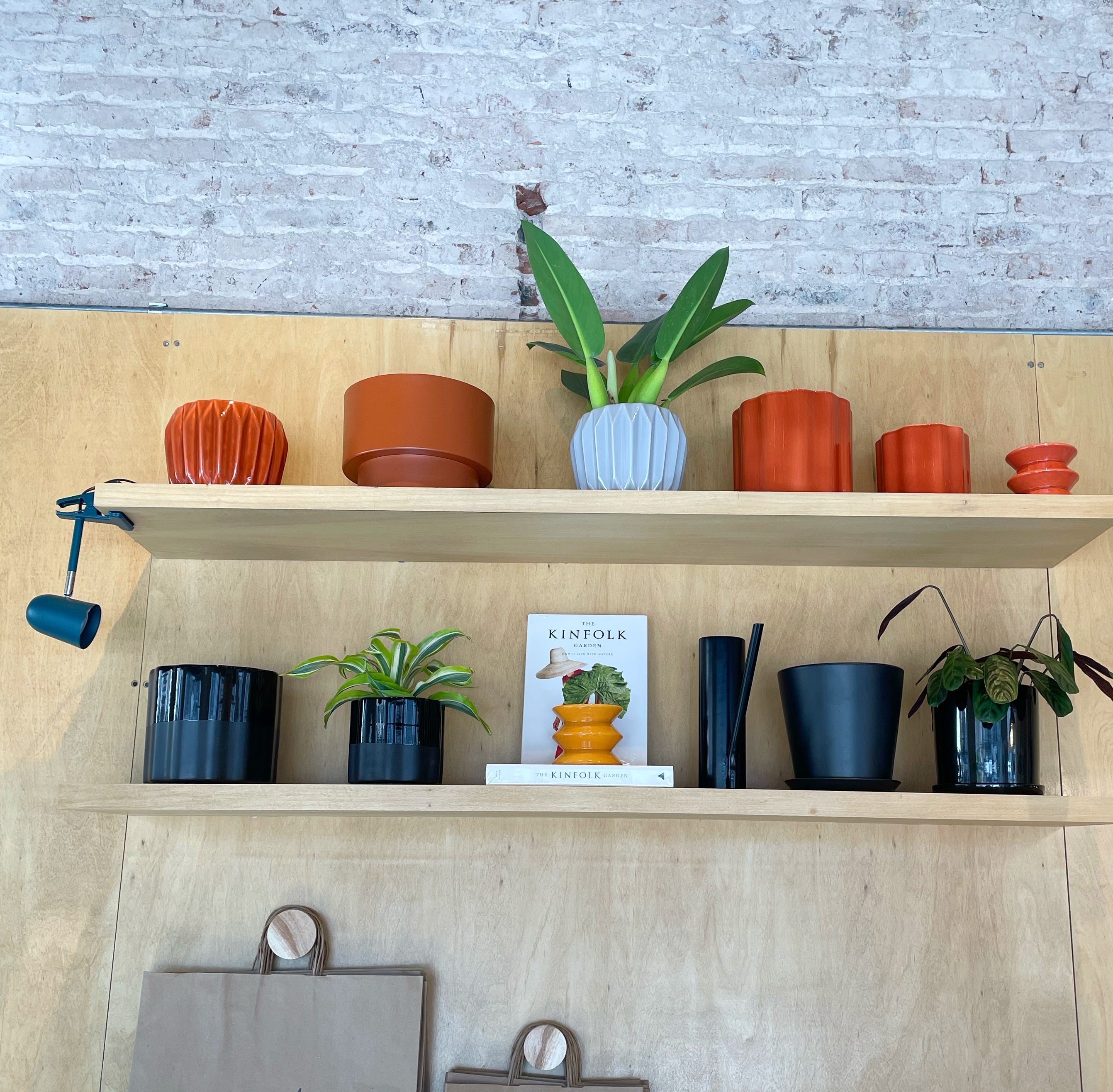 Dracena Lemon