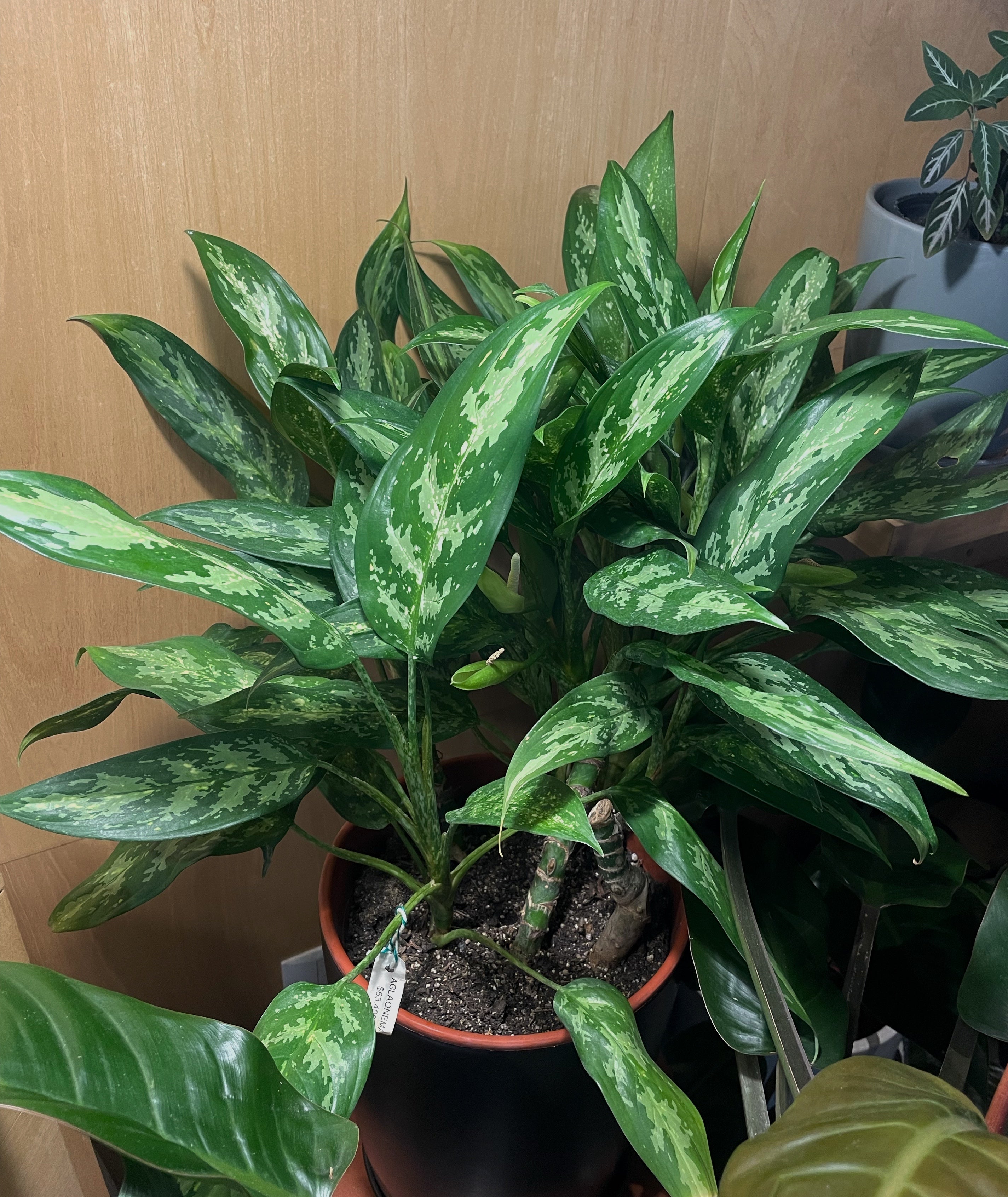 aglaonema verde Aglaonema grande – JUNGLA