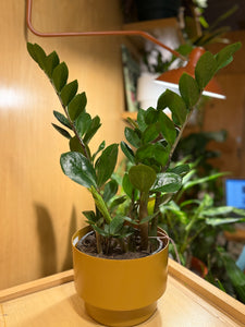 Zamioculca