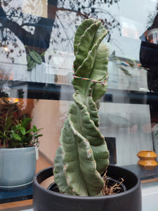 Cactus espiralado