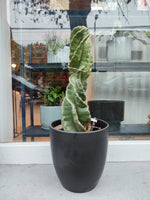 Cargar imagen en el visor de la galería, Cactus espiralado
