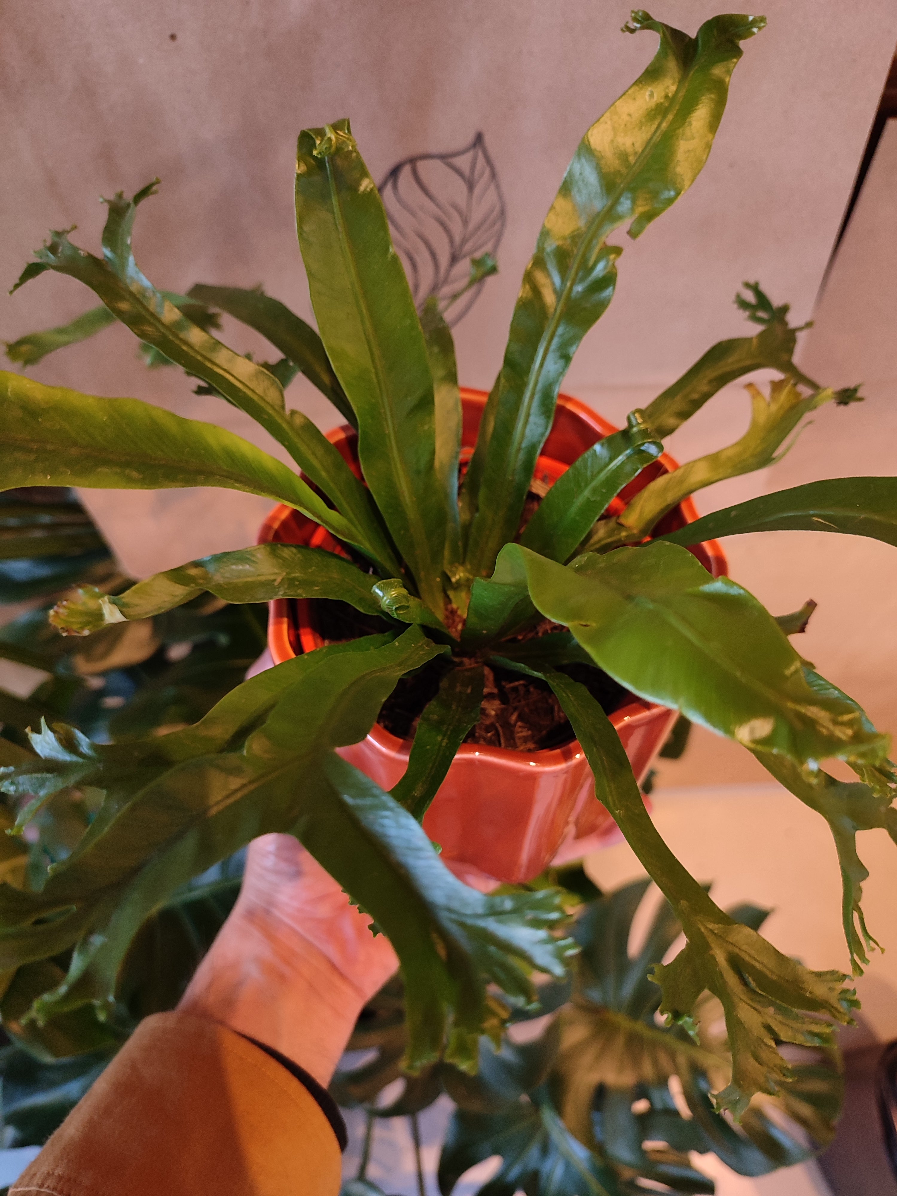 Asplenium Nidus Crissie
