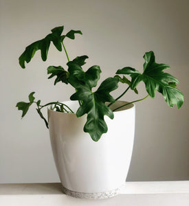 Philodendron Wambe