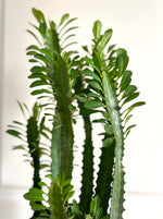 Cargar imagen en el visor de la galería, Euphorbia trigona verde
