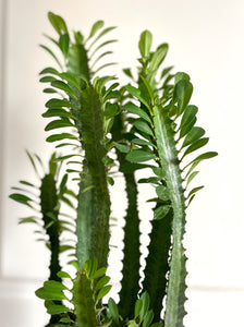 Euphorbia trigona verde