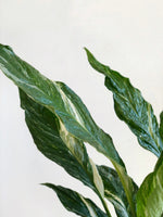 Cargar imagen en el visor de la galería, Spathiphyllum Marmolado
