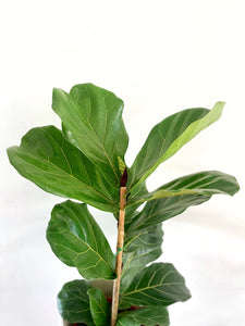 Ficus Pandurata (de hojas grandes)