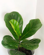 Cargar imagen en el visor de la galería, Ficus Pandurata (de hojas grandes)
