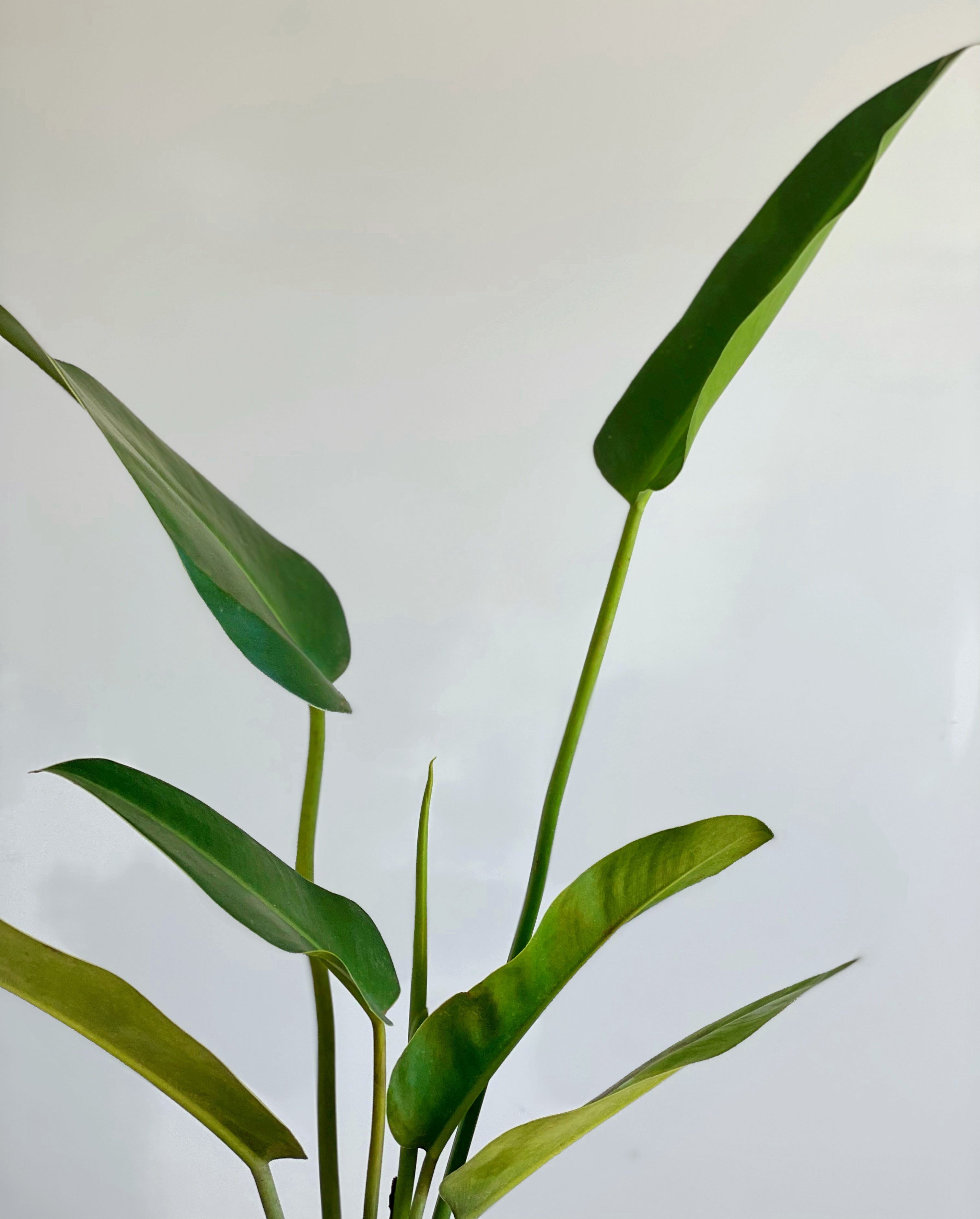philodendron longifolia Philodendron Longifolia – JUNGLA