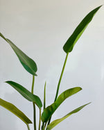 Cargar imagen en el visor de la galería, Philodendron Longifolia

