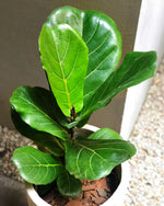Cargar imagen en el visor de la galería, Ficus Pandurata (de hojas grandes)
