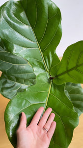 Ficus Pandurata (de hojas grandes)