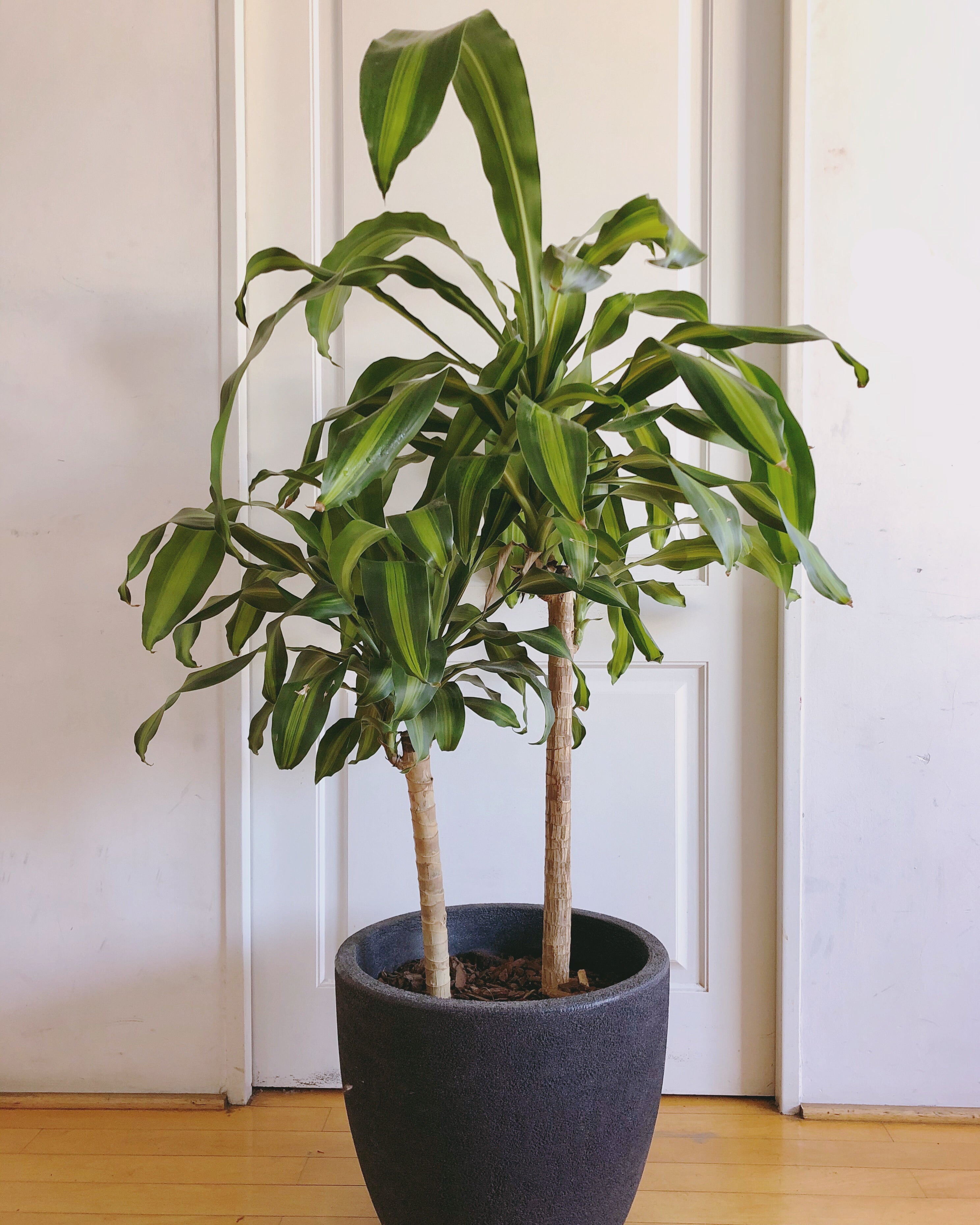 palma de agua planta Palo de Agua (Massangeana) – JUNGLA