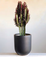 Cargar imagen en el visor de la galería, Euphorbia trigona rubra

