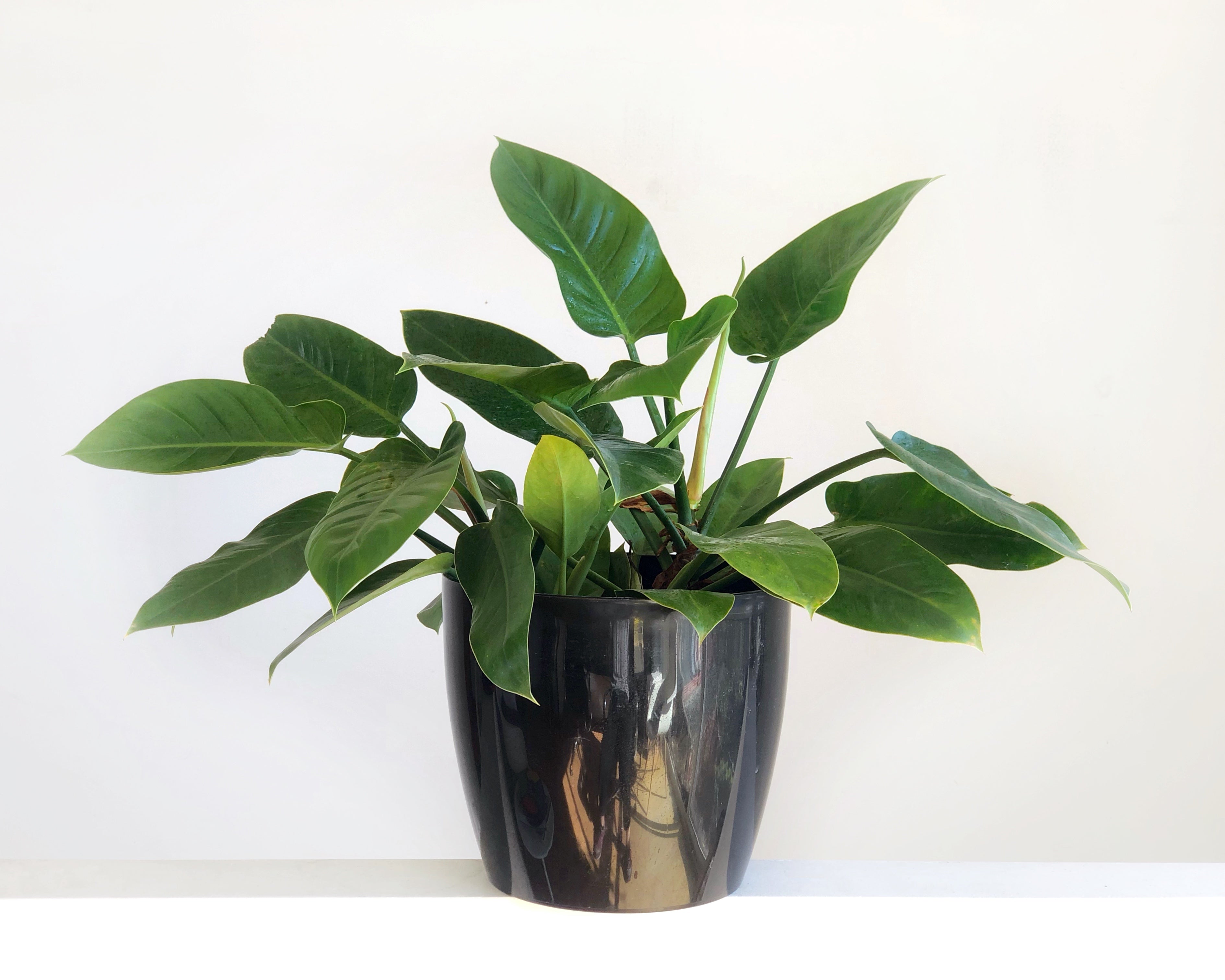 Philodendron Imperial Green grande