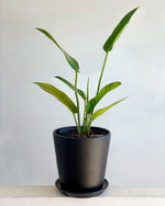 Cargar imagen en el visor de la galería, Philodendron Longifolia
